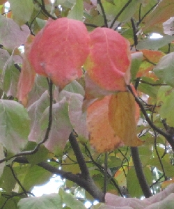 ハナミズキの葉