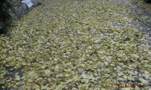 イチョウの落ち葉