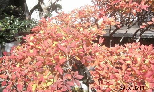 ドウダンツツジ