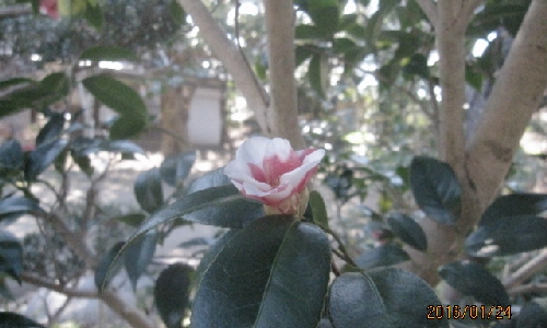 コチョウワビスケ