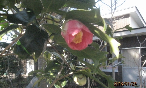 キンギョバツバキ