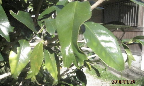 キンギョバツバキ