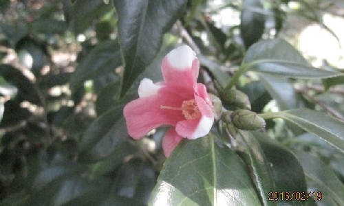 コチョウワビスケ