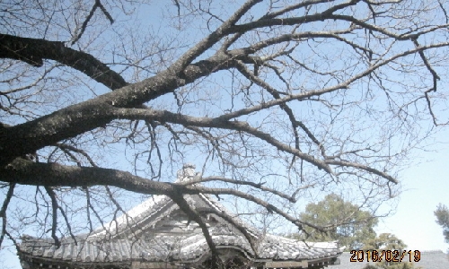 本堂とヤマザクラ