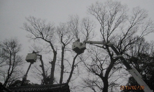 境内の木々の伐採