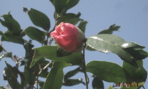 キンギョバツバキ