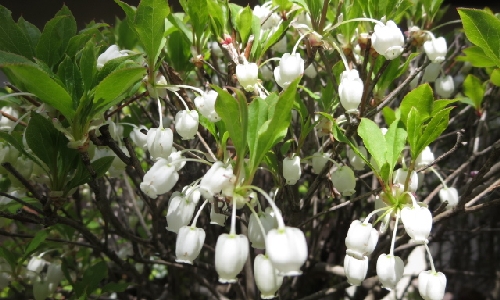 ドウダンツツジ